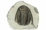 Detailed Cornuproetus Trilobite Fossil - Morocco #229758-3